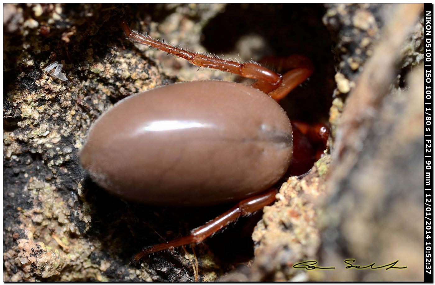 Dysdera sp., Dysderidae - Alghero (SS)